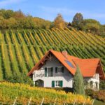 Natūralaus ispaniško vyno ABC: sertifikuotų vynuogynų savininkų patarimai, kaip atskirti tikrą „vino natural” nuo rinkodaros triuko