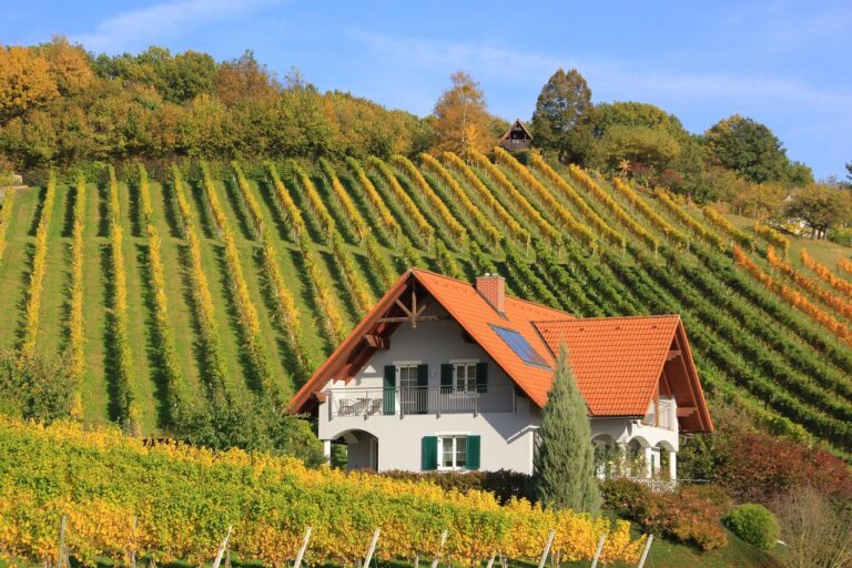 Natūralaus ispaniško vyno ABC: sertifikuotų vynuogynų savininkų patarimai, kaip atskirti tikrą „vino natural” nuo rinkodaros triuko